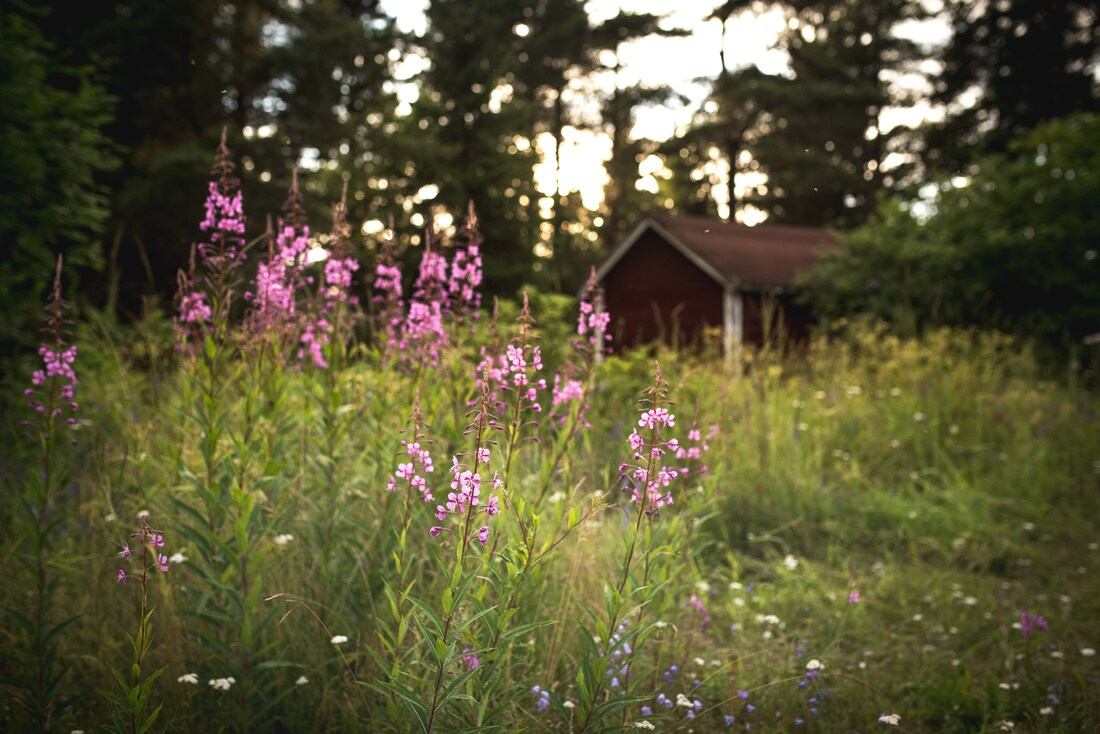 Fleurs d'été finlandaises