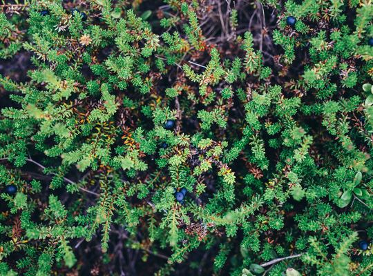 Petites baies sauvages