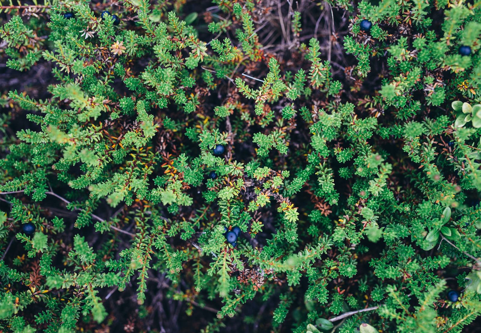 Petites baies sauvages Petites baies sauvages