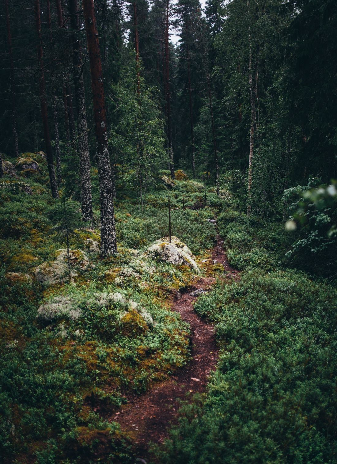 Se perdre dans la foret finlandaise 