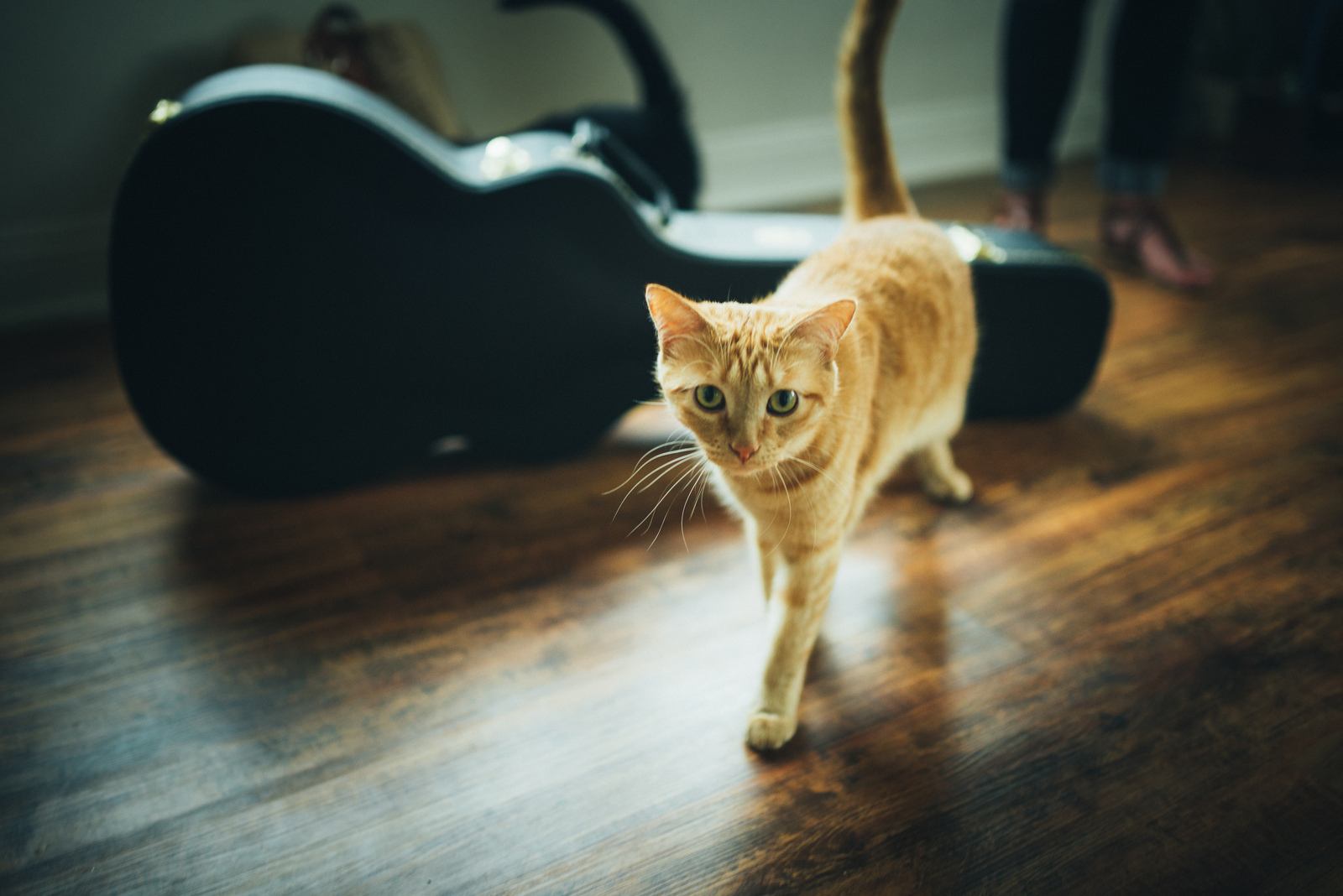 Le joli chat de Kianah