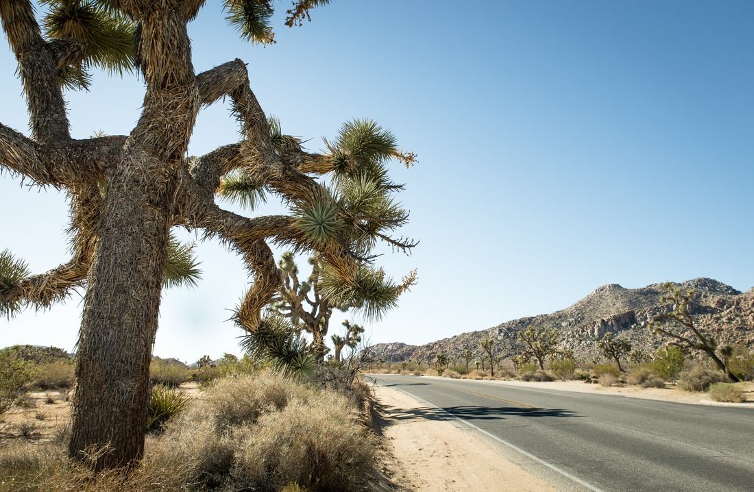 Végétation aride de bord de route 
