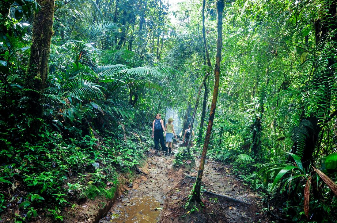 Se frayer un chemin dans la jungle