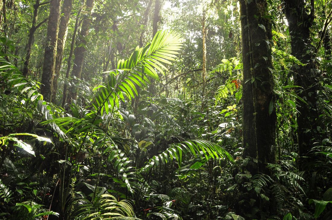 Jolie lumière dans la jungle