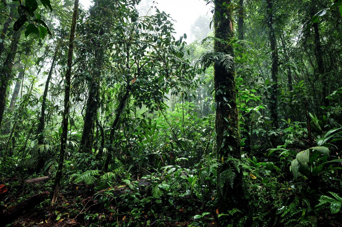 Foret humide Costa Rica
