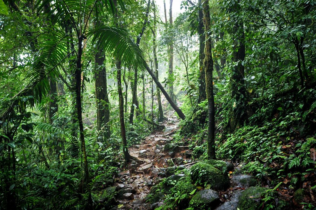 Chemin au coeur de la forêt