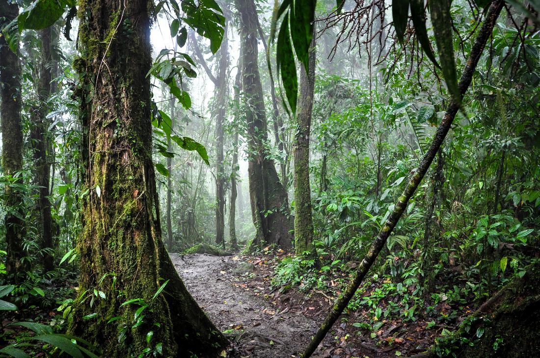 Début du trail pour trouver le Rio Celeste