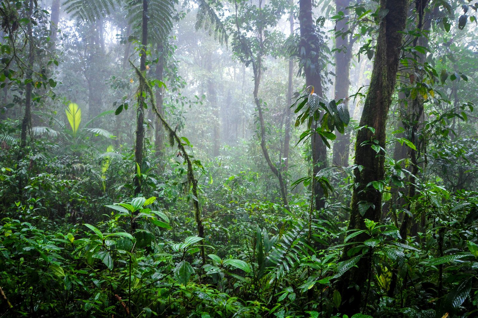 Brume dans la jungle