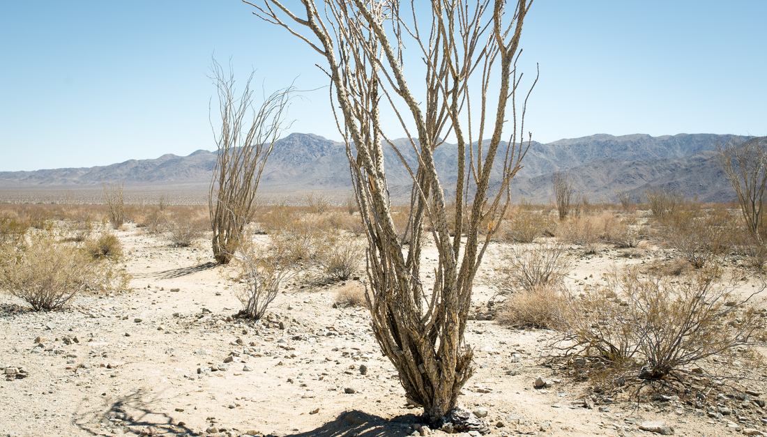 Plante au milieu du désert 
