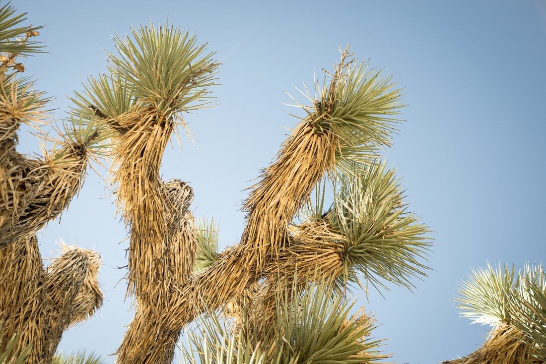 Détails des branches des arbres de Joshua