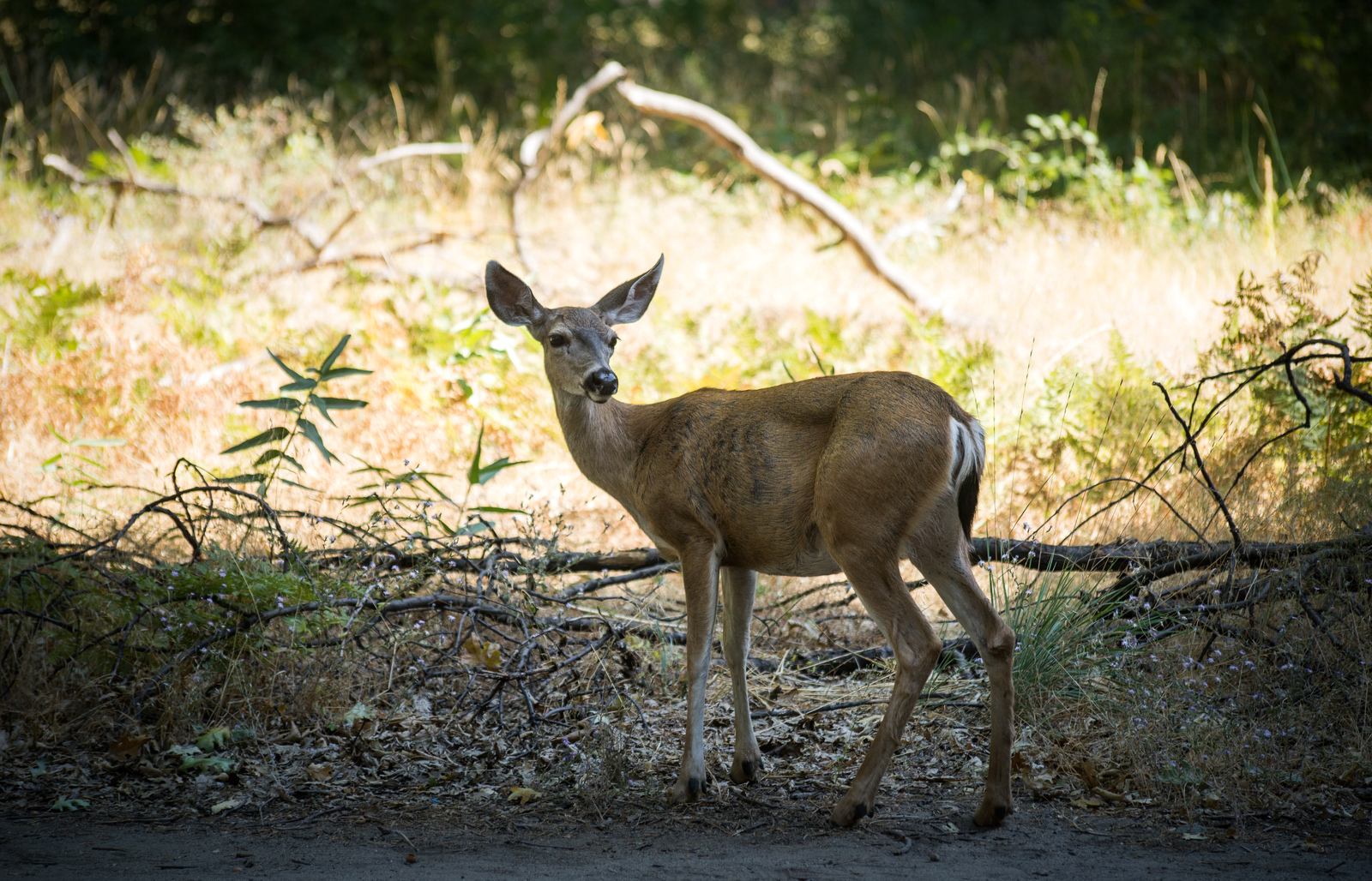 Faune de Yosemite : Cerf