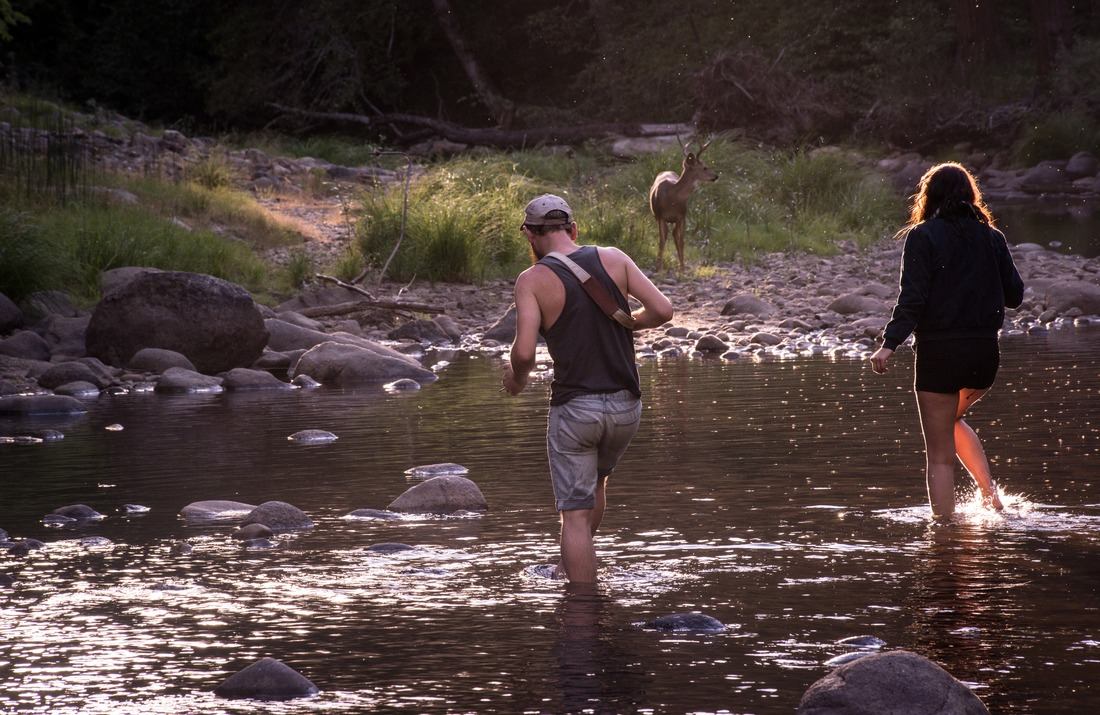 A la rencontre du Cerf
