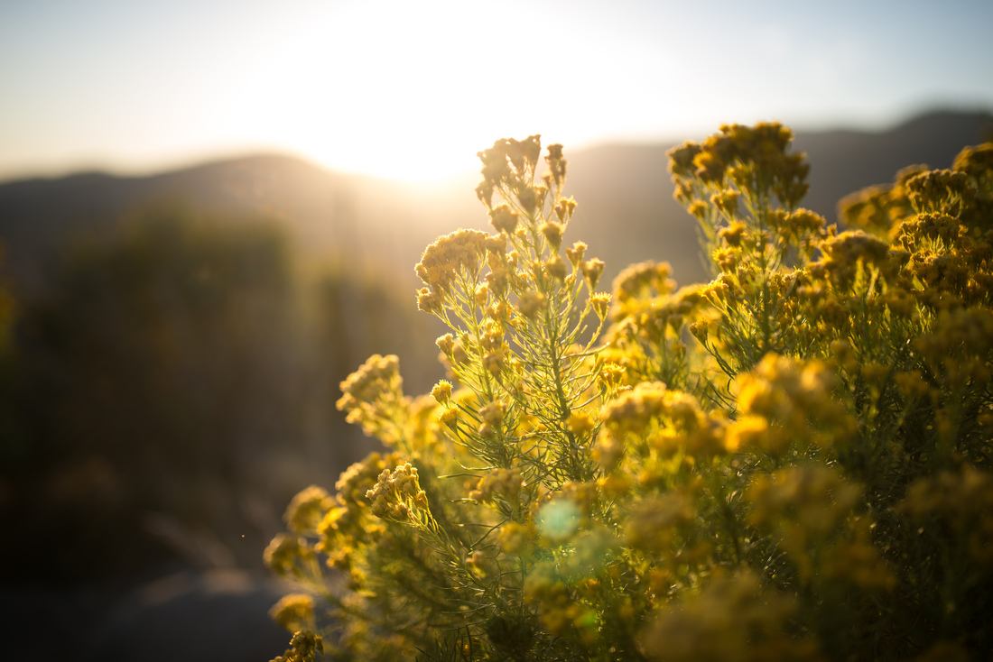 Fleurs et végétation à Yosemite