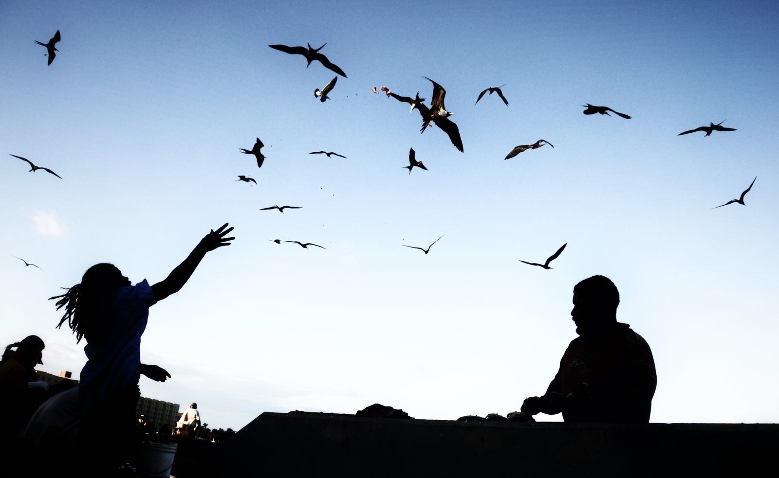 Mouettes et frégates