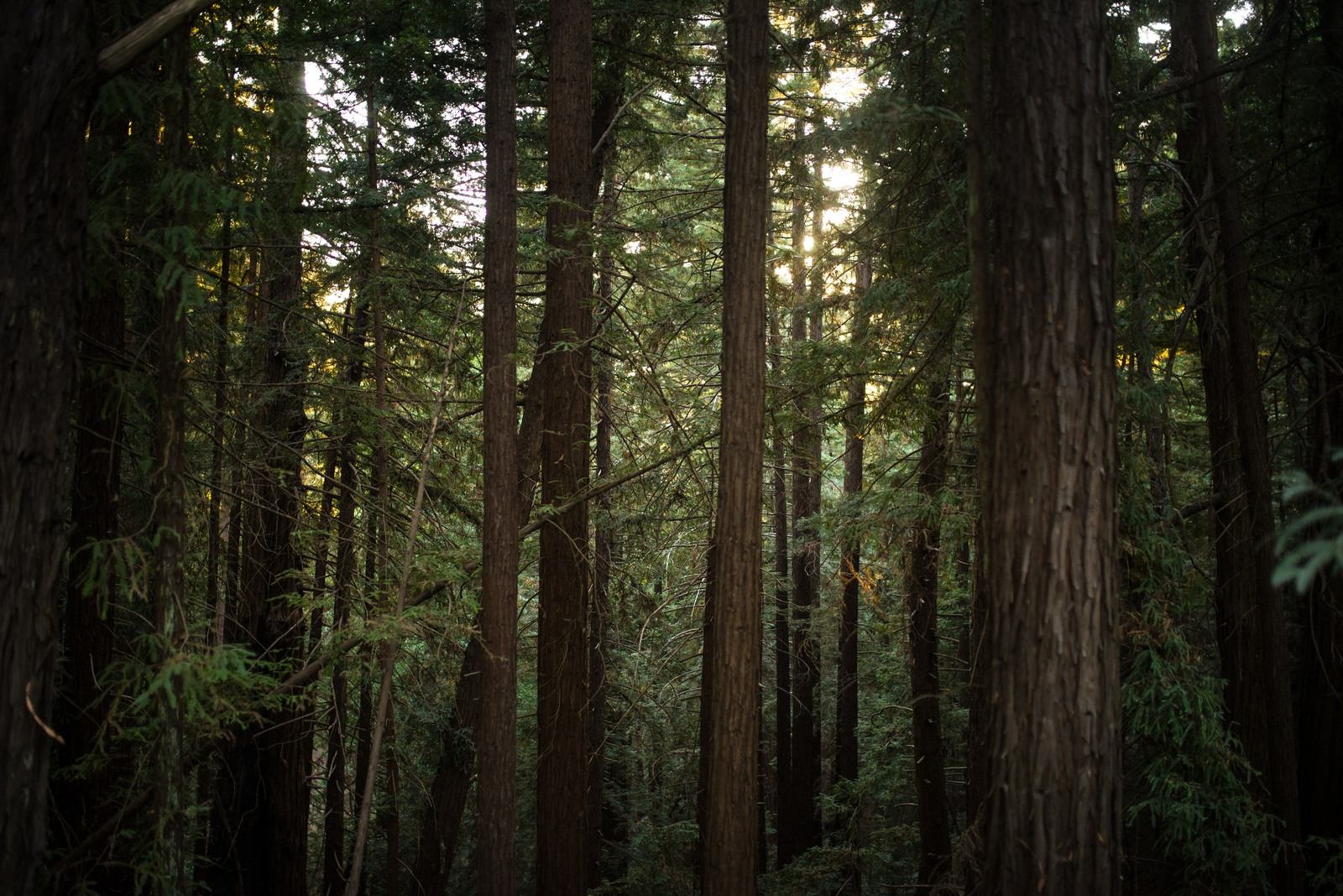 Forêt, Big Sur