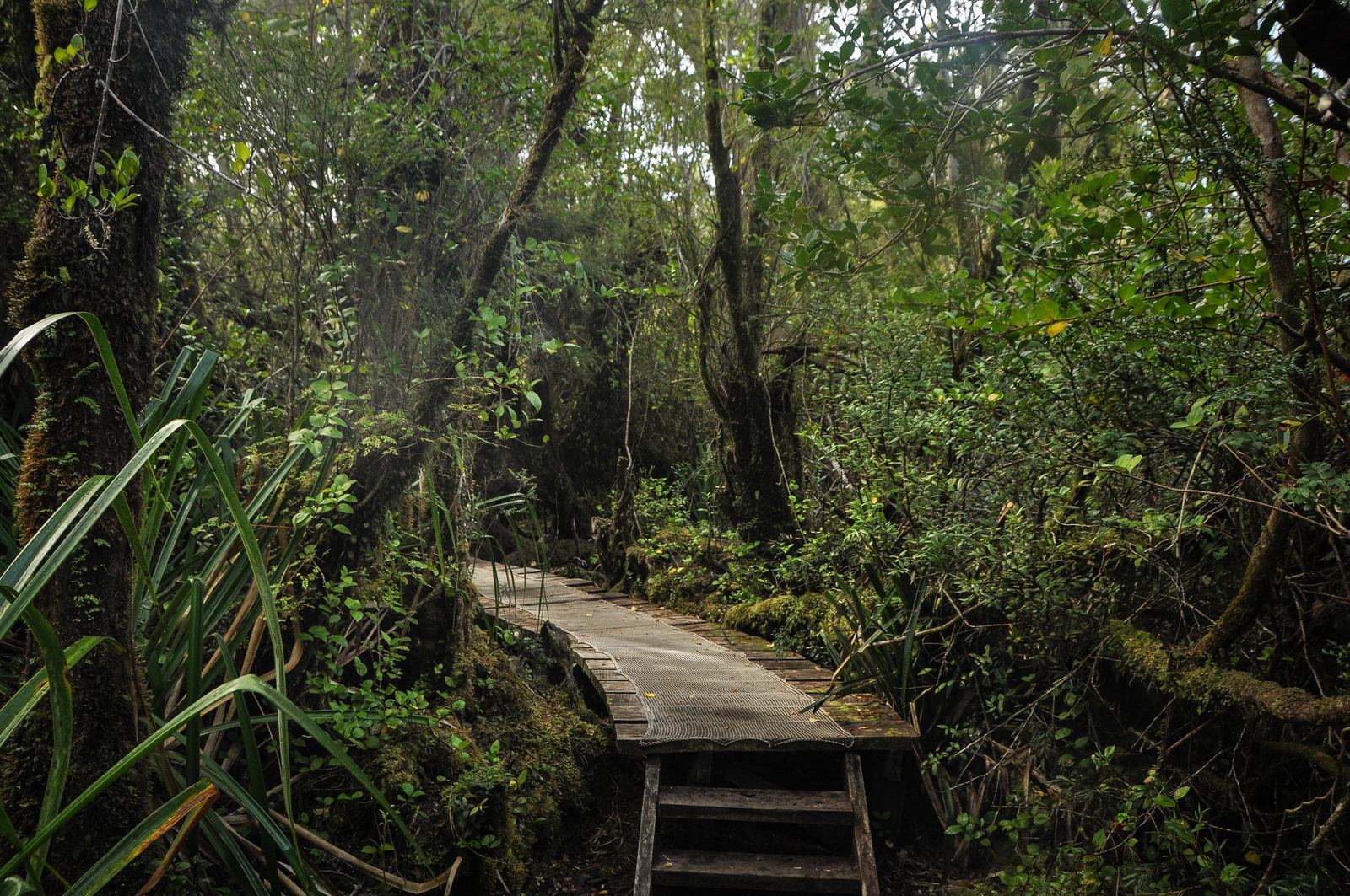 Forêt sombre à Chiloe