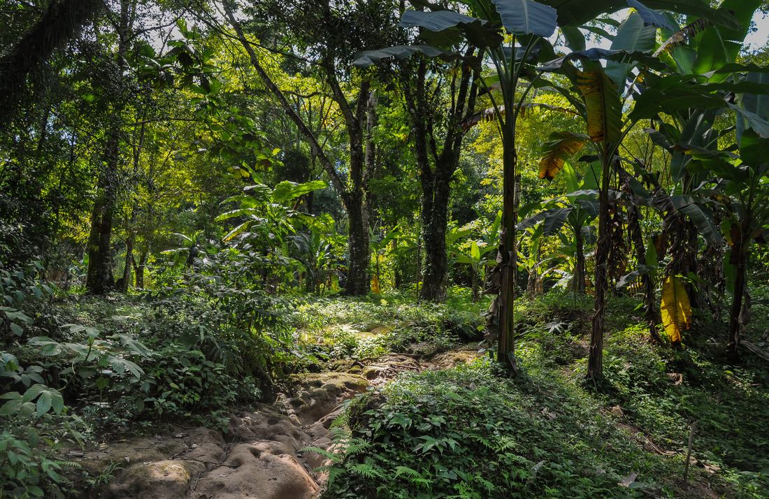 Forêt vierge du Mexique