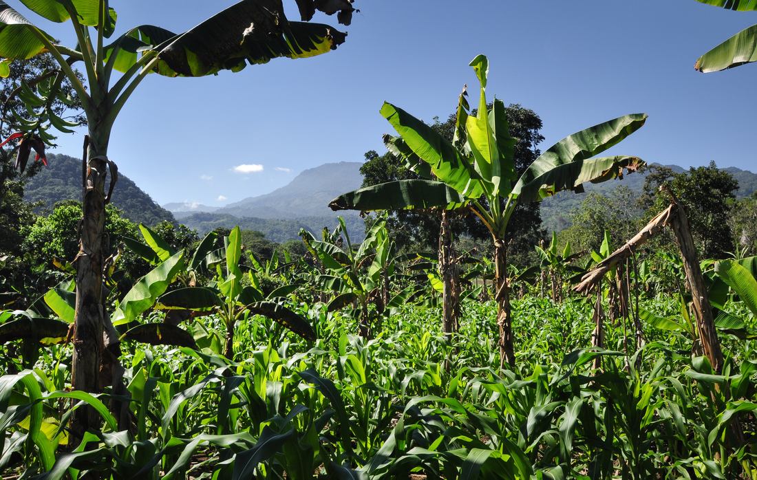 Les paysages du Honduras