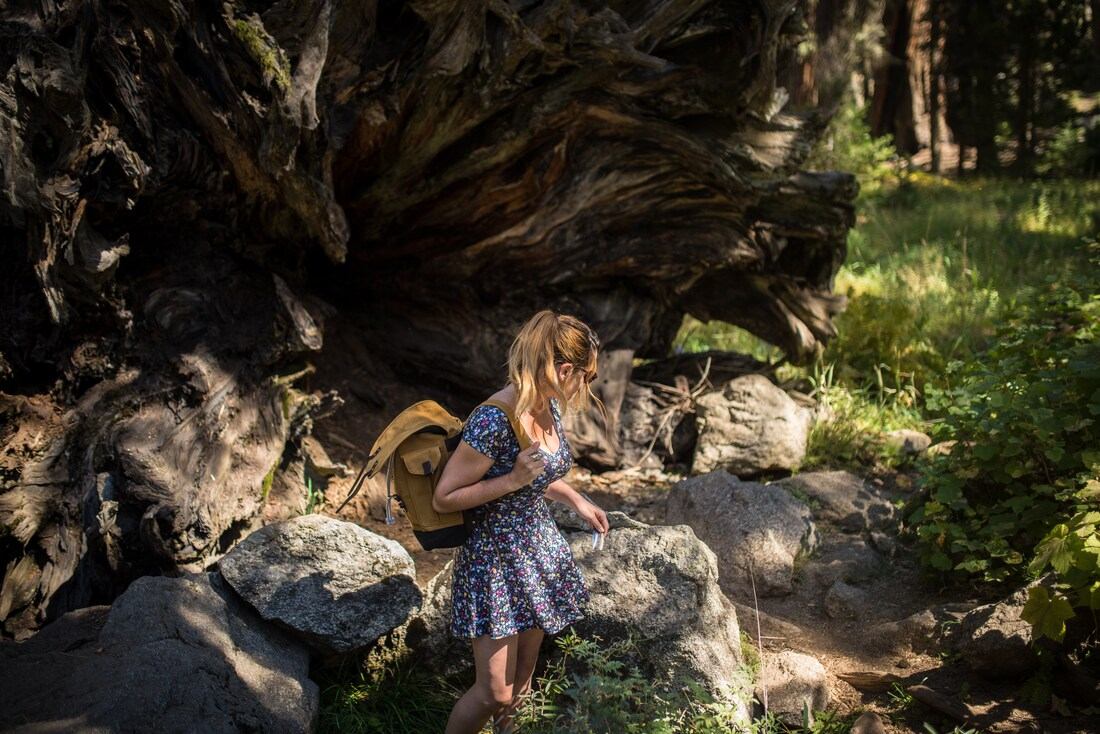 Balade à Séquoia, Californie