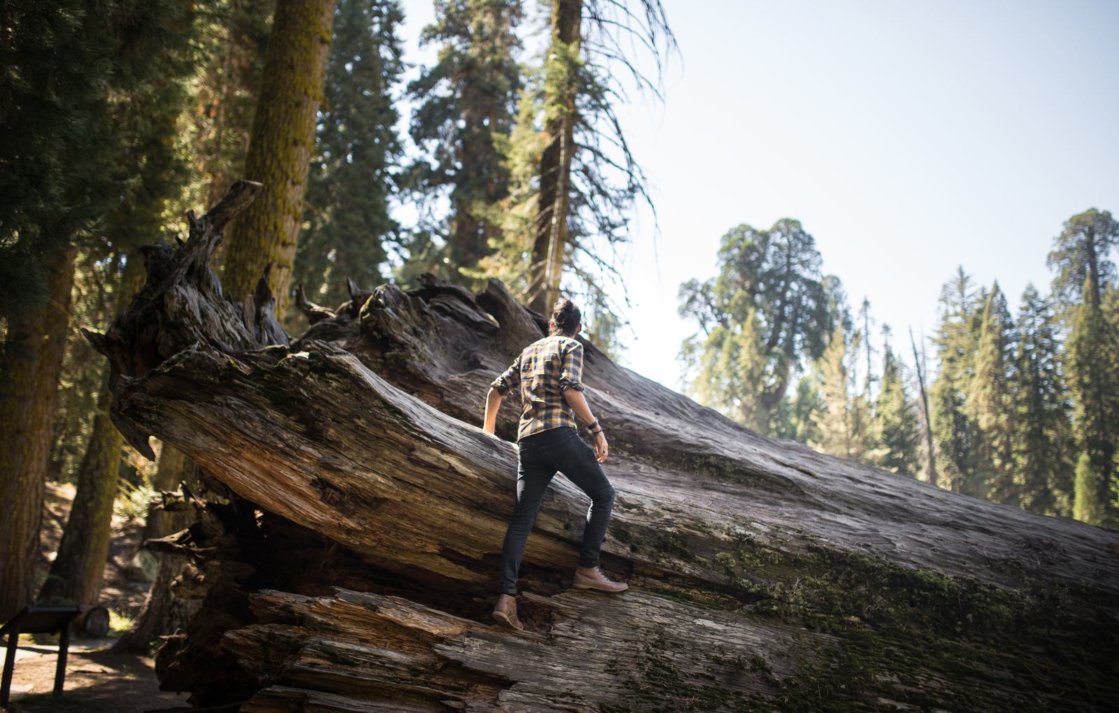 Arbres géants, Californie Arbres géants, Californie
