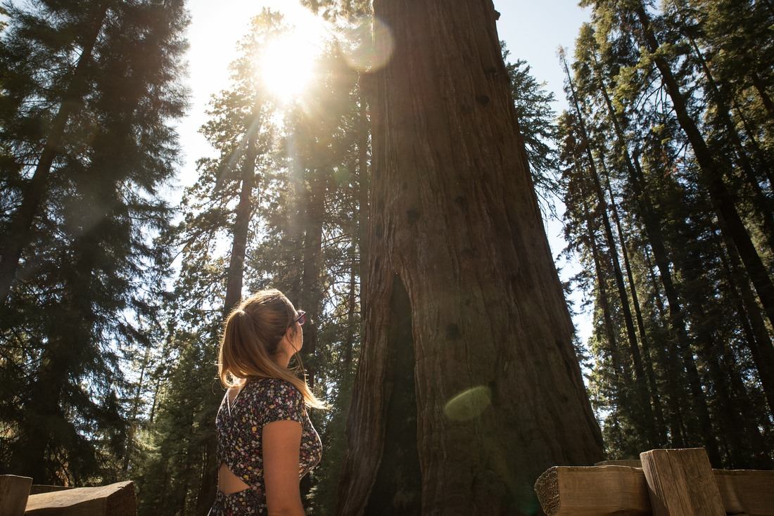Prendre en photo General Sherman Tree