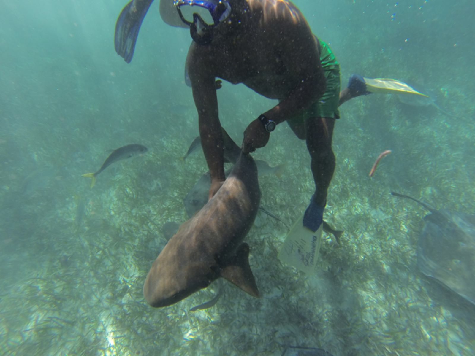 Requin, Hol chan marine reserve