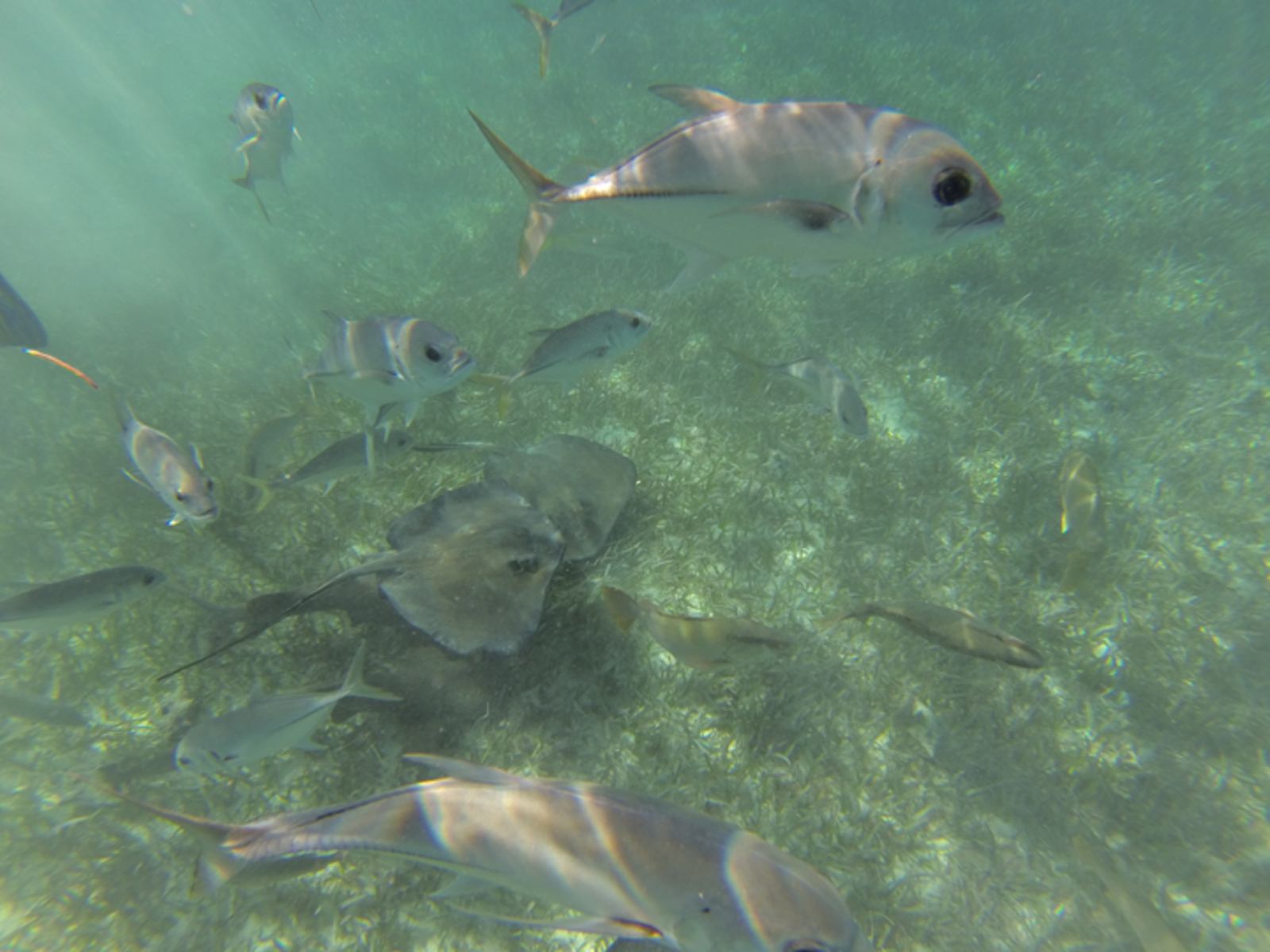 Hol chan marine reserve