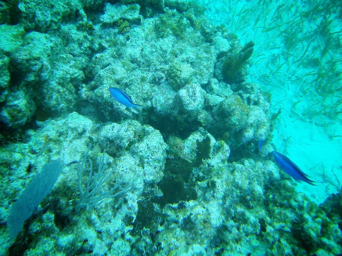 Snorkeling in Caye Caulker  Belize