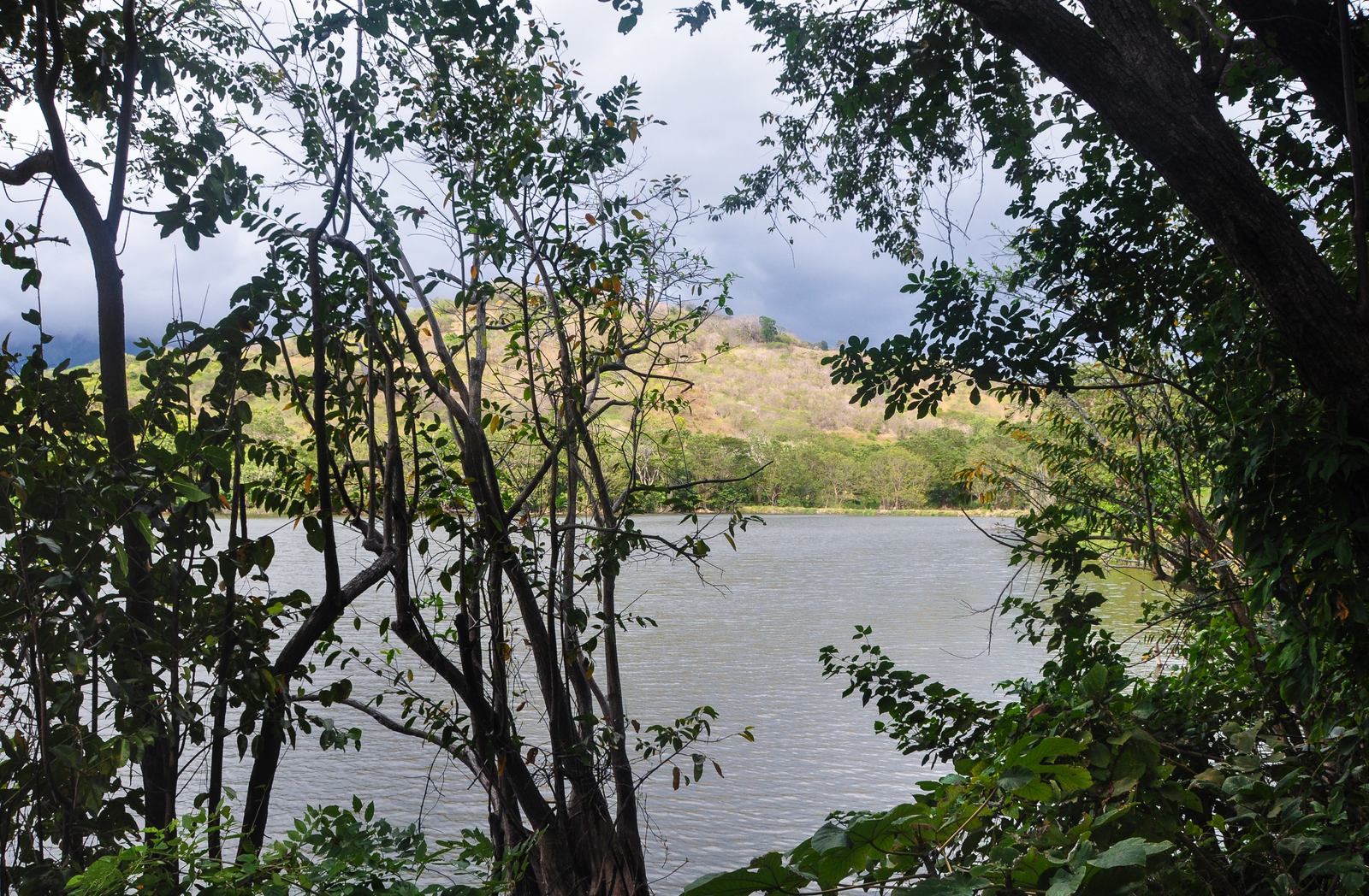 Végétatation & jungle à Ometepe, Nicaragua