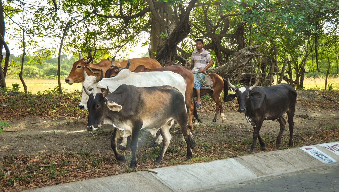 Jeune fermier, Nicaragua