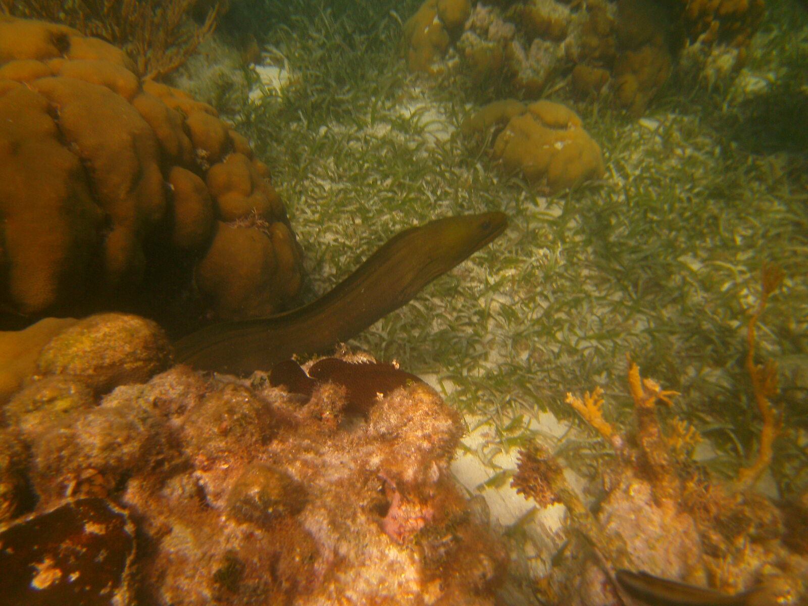 Murène, Caye Caulker, Belize