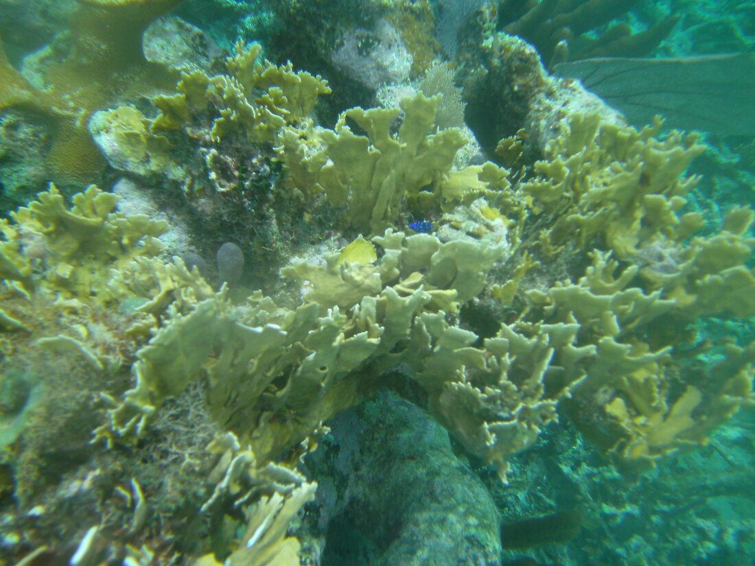 Corail, Caye Caulker, Belize