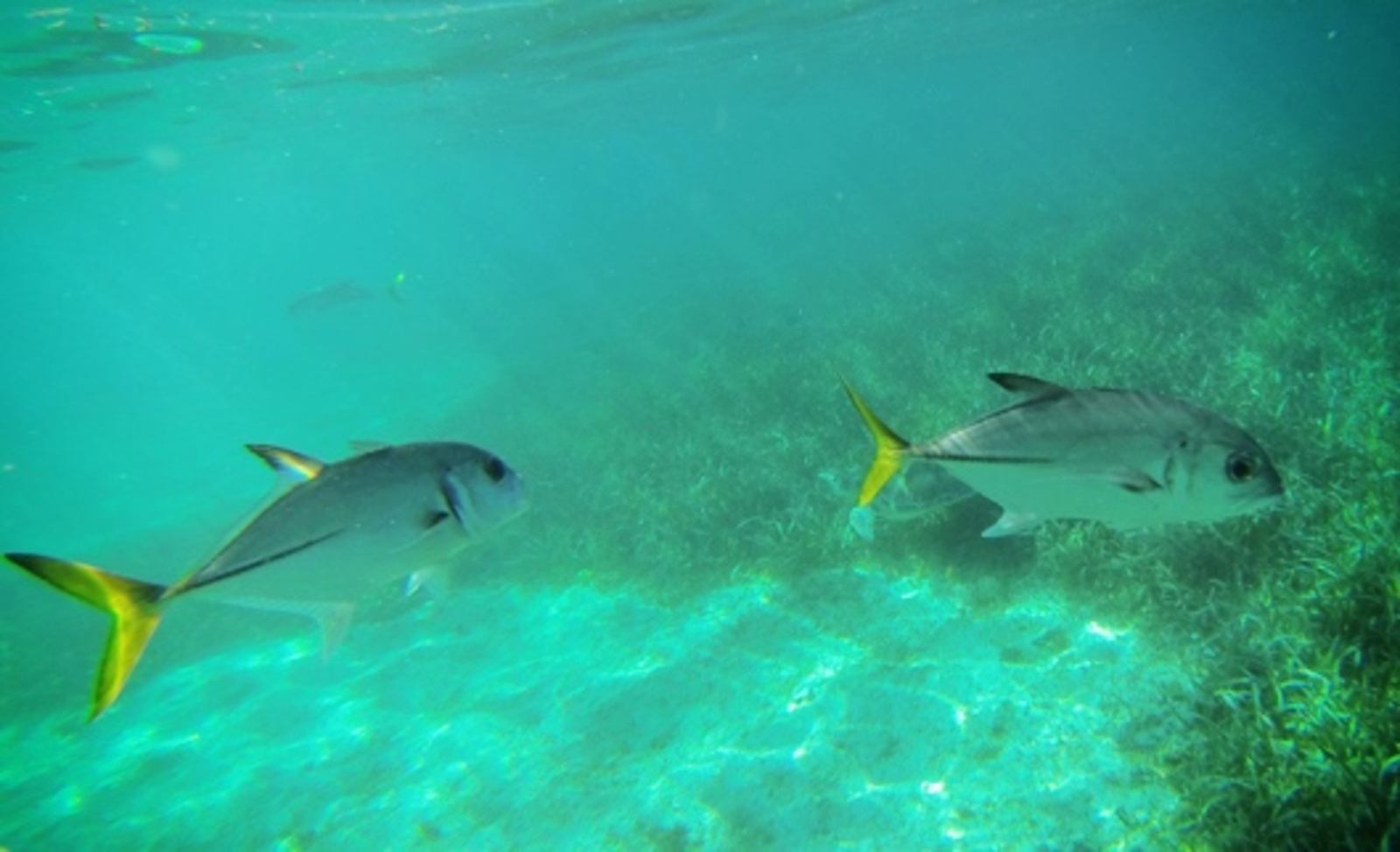 Poissons barrière de corail, Belize Poissons barrière de corail, Belize