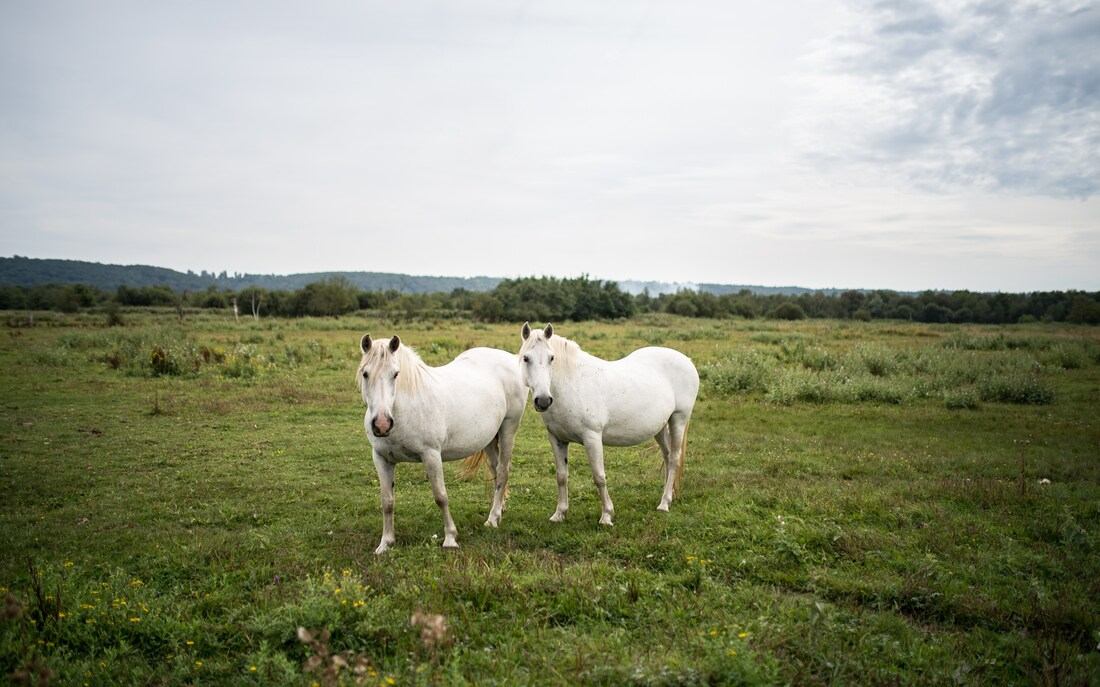 Réserve naturelle de Manneville, Eure