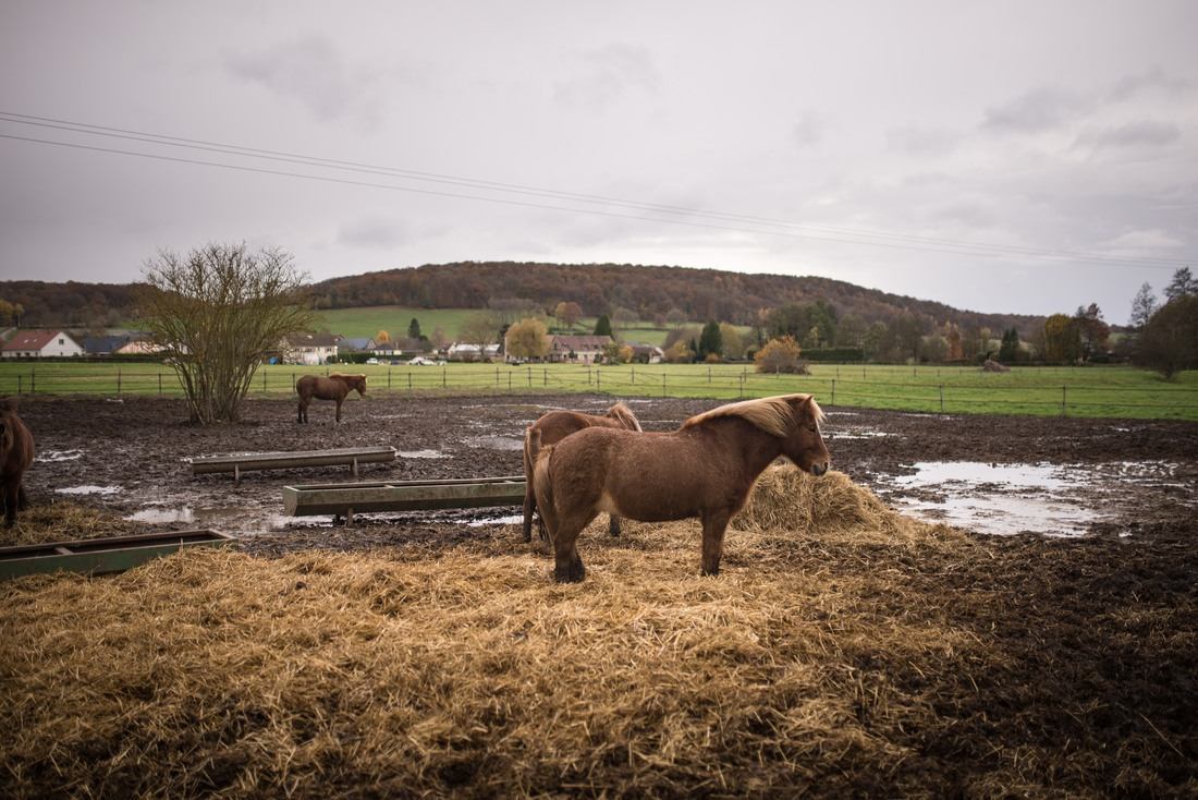 Chevaux Islandais (en France)
