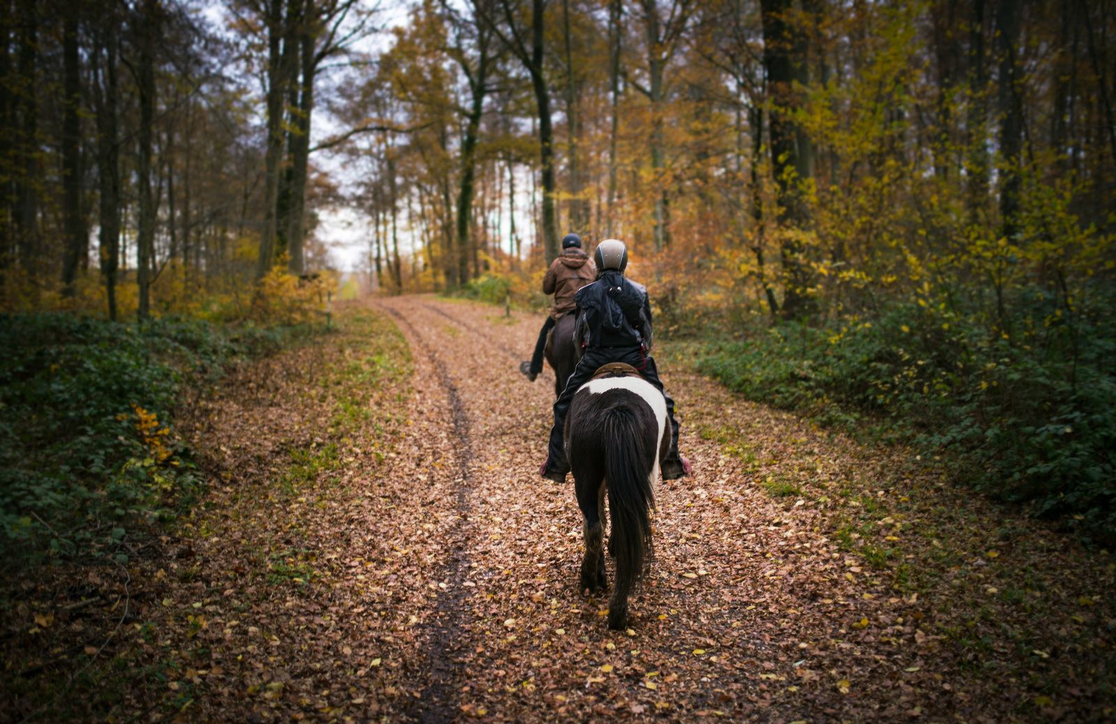 Balade à cheval dans la forêt de Lyons Balade à cheval dans la forêt de Lyons