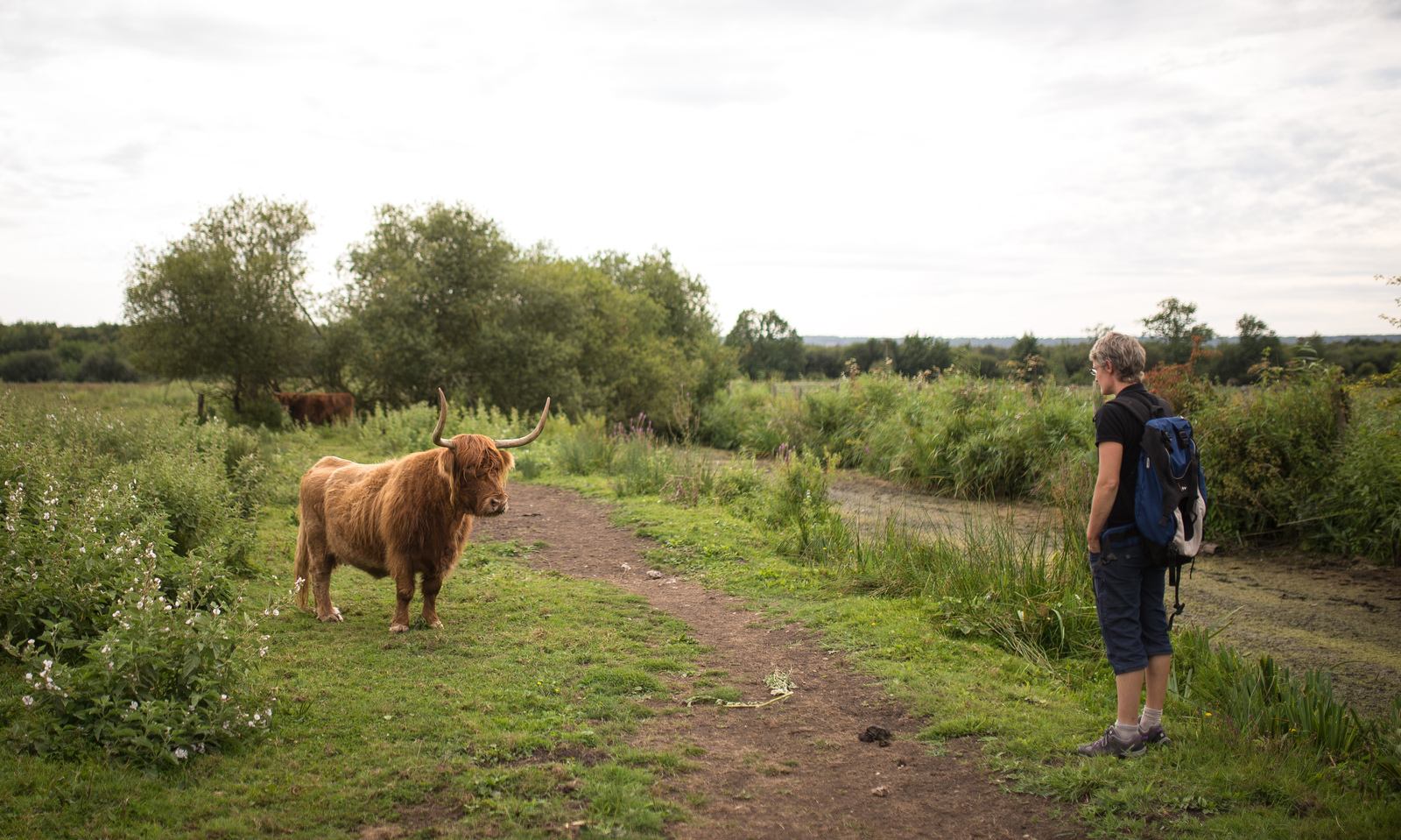 Face à face avec une vache écossaise Face à face avec une vache écossaise