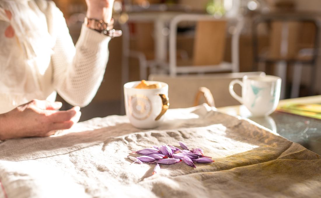 Notre récolte de safran