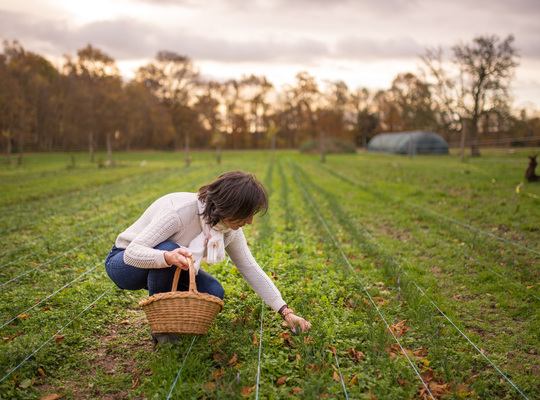 Myriam qui récolte les fleurs de safran 