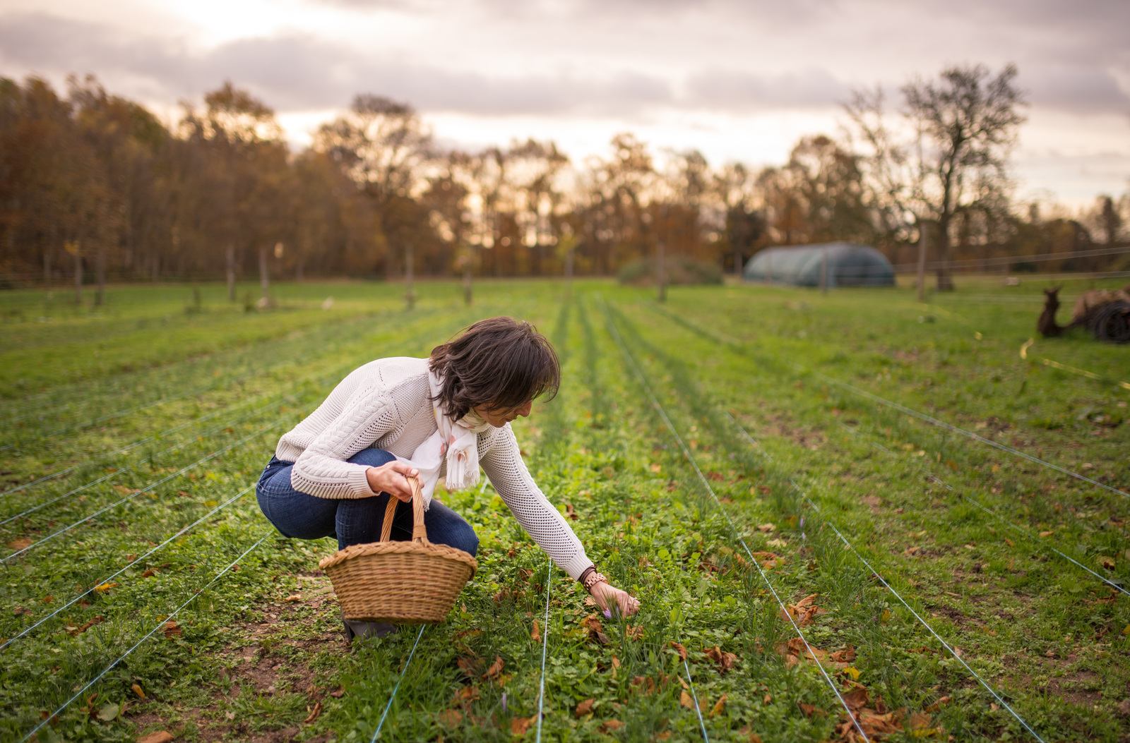 Myriam qui récolte les fleurs de safran Myriam qui récolte les fleurs de safran