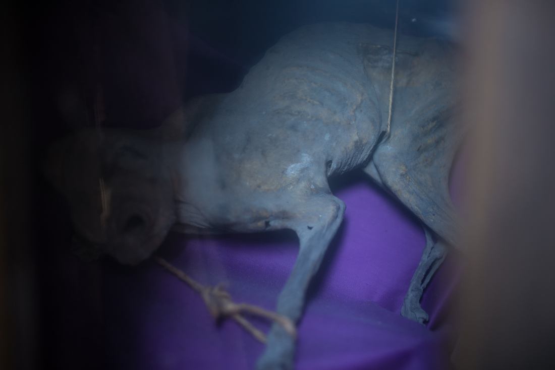 Le chat emmuré de l'Aitre St Maclou