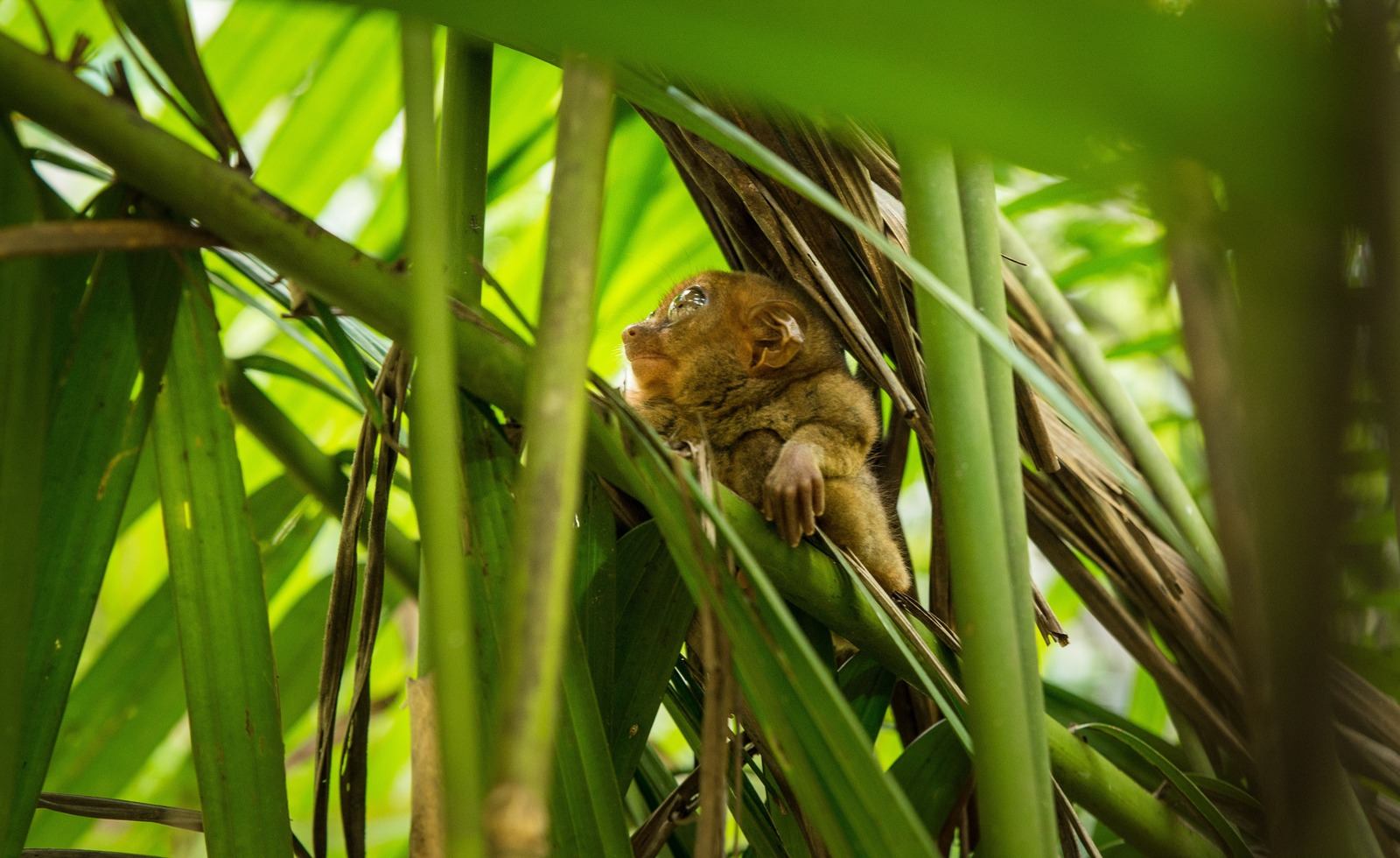Coucou petit marsupial !