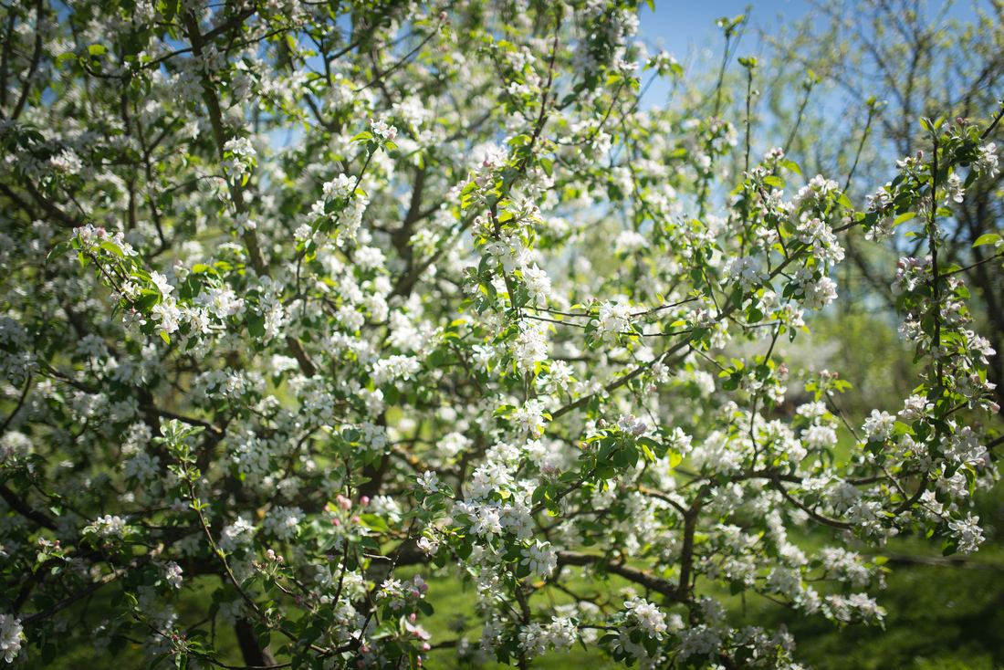 Les arbres sont en fleur dans les marais