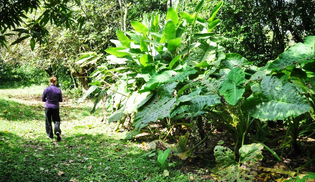 Plantes, Los Naranjos, Honduras