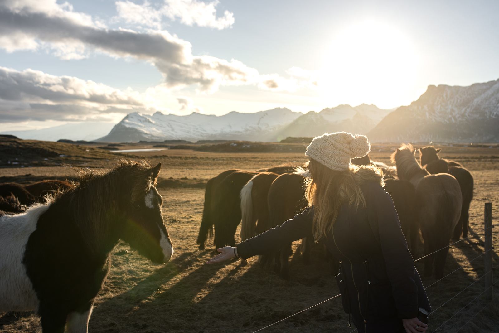 Manue tente de faire ami-ami avec les chevaux