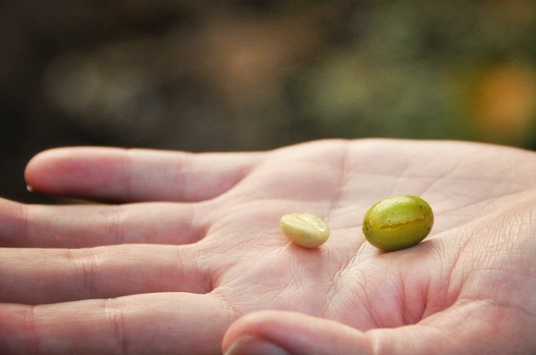 Grain de café, plantation Honduras