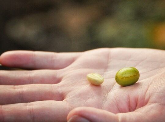 Grain de café, plantation Honduras