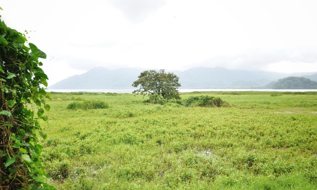 Marais. Lago de Yojoa Honduras