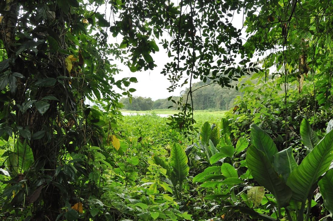 Jungle, Pena Blanca, Honduras