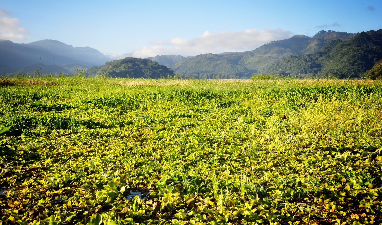 Marécages lago de Yojoa